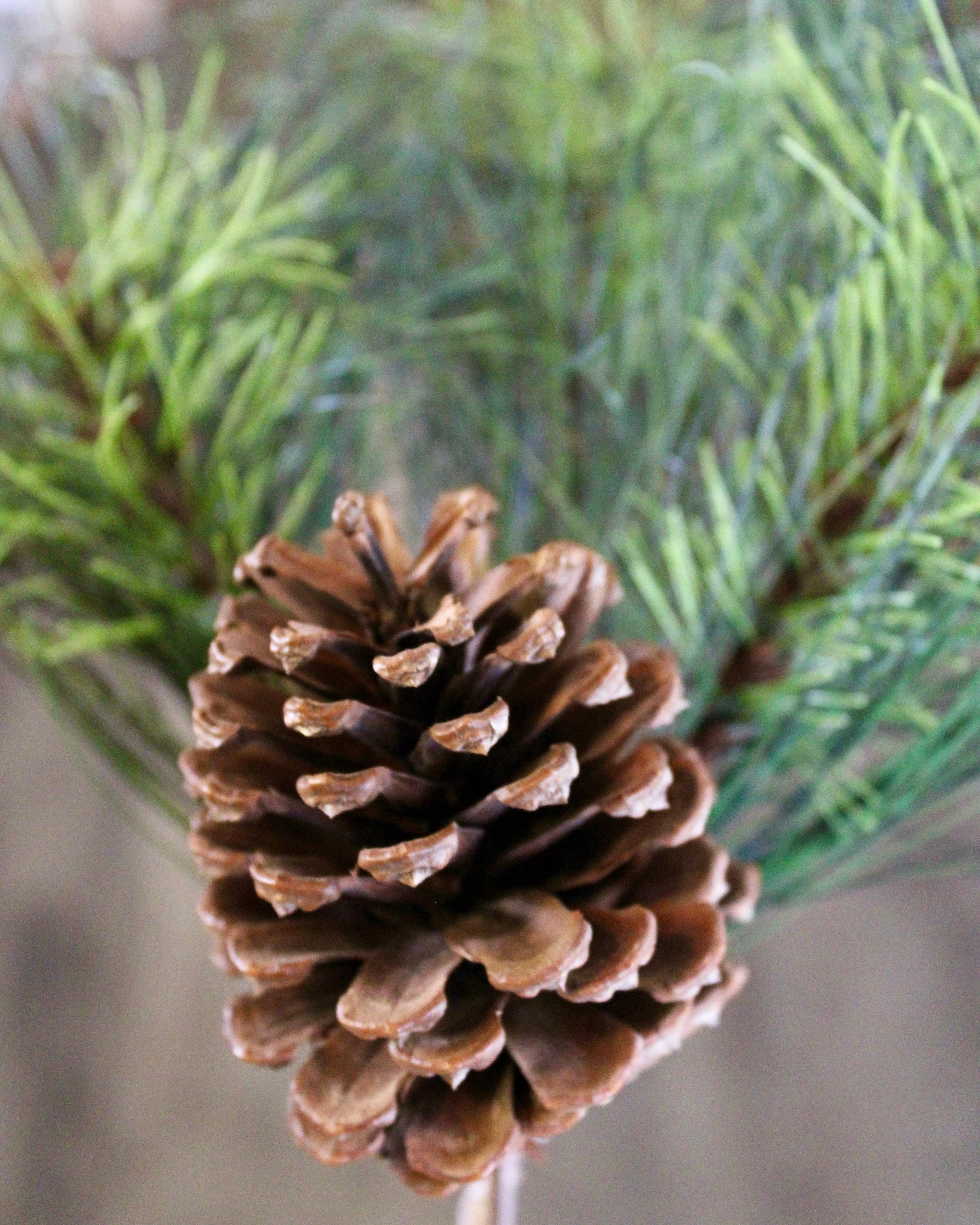 Sequoia Pine Spray